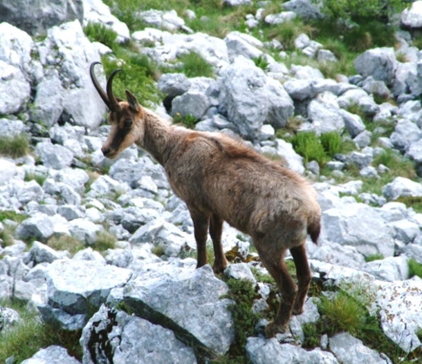 Camoscio d''Abruzzo Rupicapra pyrenaica ornata